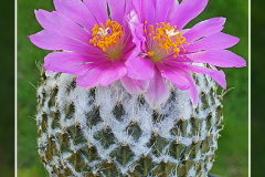 Encephalocarpus strobiliformis