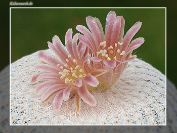 Epithelantha bokei f. GCG 12652
