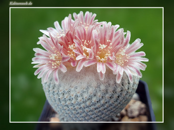 Epithelantha bokei f. GCG 12652