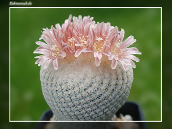 Epithelantha bokei f. GCG 12652