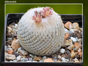 Epithelantha bokei f. GCG 12652