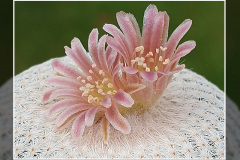 Epithelantha bokei f. GCG 12652