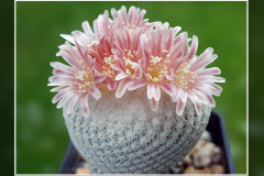 Epithelantha bokei f. GCG 12652