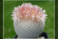 Epithelantha bokei f. GCG 12652