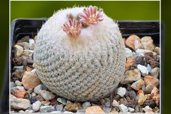 Epithelantha bokei f. GCG 12652