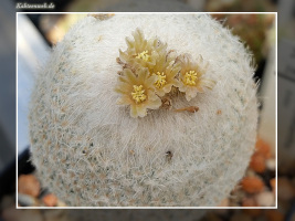 Epithelantha bokei