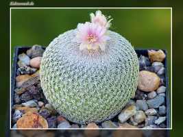 Epithelantha ilariae VM 654