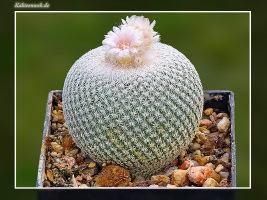 Epithelantha ilariae VM 654