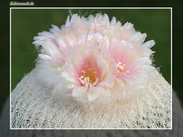 Epithelantha ilariae VM 654