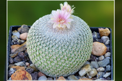 Epithelantha ilariae VM 654