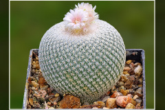 Epithelantha ilariae VM 654