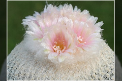 Epithelantha ilariae VM 654