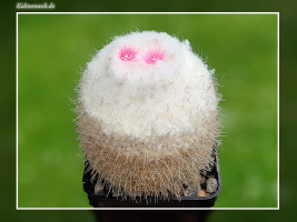 Epithelantha micromeris var. unguispina