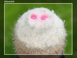 Epithelantha micromeris var. unguispina