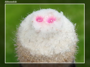 Epithelantha micromeris var. unguispina