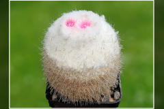 Epithelantha micromeris var. unguispina