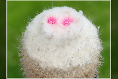 Epithelantha micromeris var. unguispina