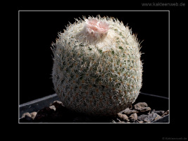 Epithelantha micromeris