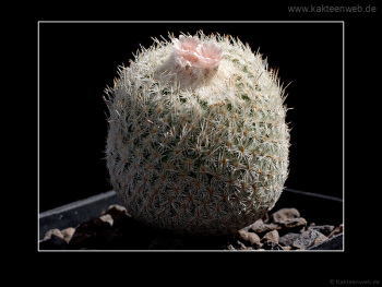 Epithelantha micromeris Epithelantha micromeris