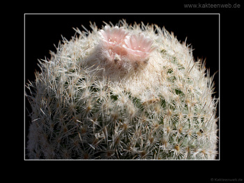 Epithelantha micromeris Epithelantha micromeris