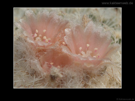 Epithelantha micromeris