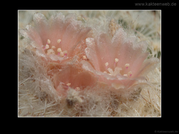 Epithelantha micromeris Epithelantha micromeris