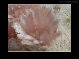 Epithelantha micromeris