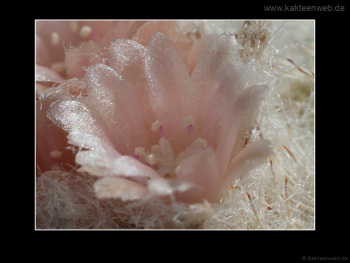 Epithelantha micromeris Epithelantha micromeris