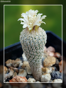 Epithelantha pachyrhiza subsp. parvula VM 665 Epithelantha pachyrhiza subsp. parvula VM 665