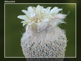 Epithelantha pachyrhiza subsp. parvula VM 665