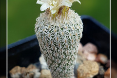 Epithelantha pachyrhiza subsp. parvula VM 665