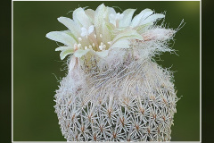 Epithelantha pachyrhiza subsp. parvula VM 665