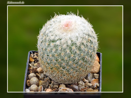 Epithelantha petri