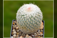 Epithelantha petri