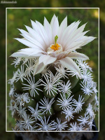 Escobaria abdita