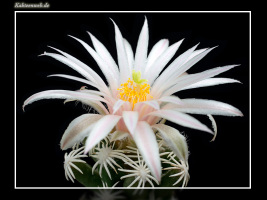 Escobaria abdita