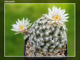 Escobaria abdita