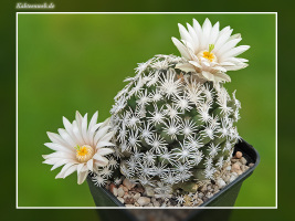Escobaria abdita
