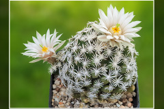 Escobaria abdita