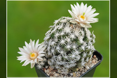 Escobaria abdita