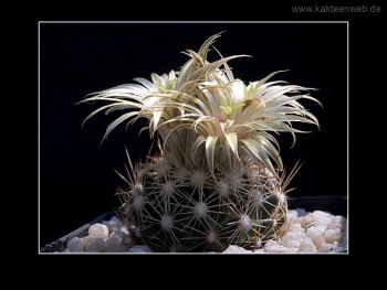 Escobaria asperispina