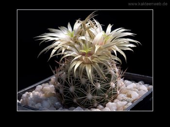 Escobaria asperispina