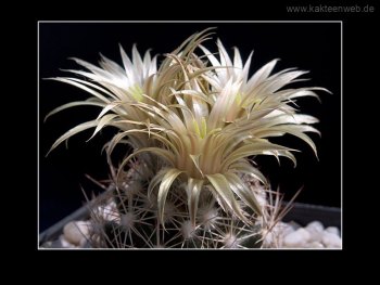 Escobaria asperispina