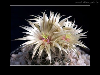 Escobaria asperispina