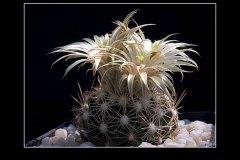Escobaria asperispina