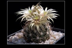 Escobaria asperispina