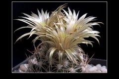 Escobaria asperispina