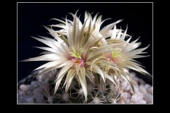 Escobaria asperispina