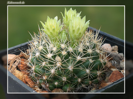 Escobaria cubensis
