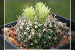 Escobaria cubensis